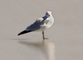 Seagull on Ice