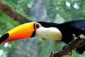 Toucan