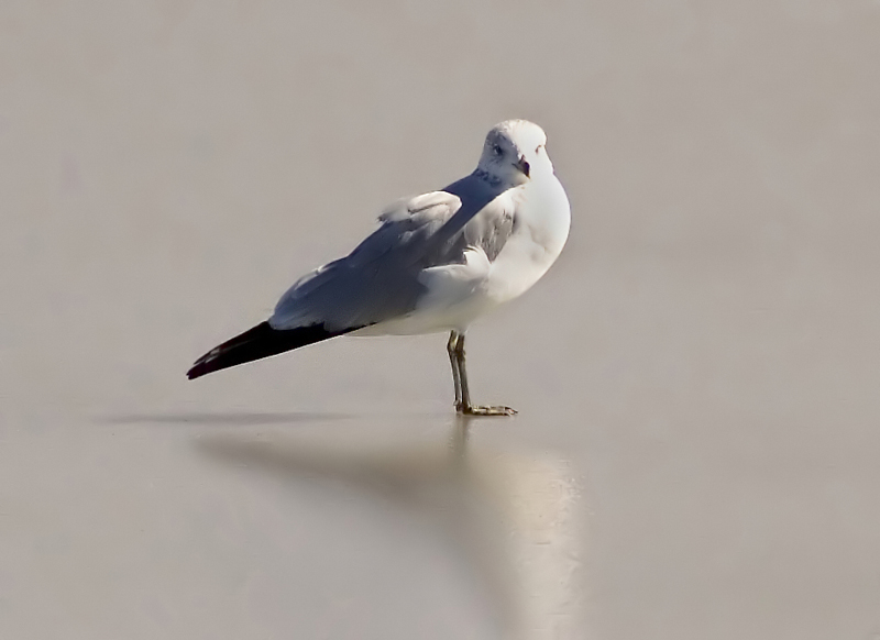 Seagull on Ice