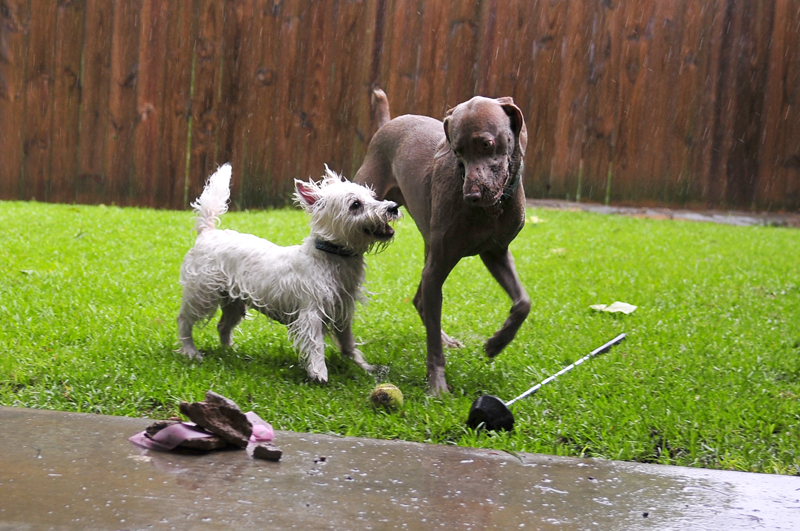 Dogs01.jpg