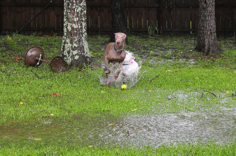 dogs02.jpg