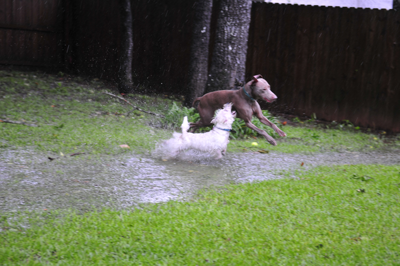 dogs03.jpg
