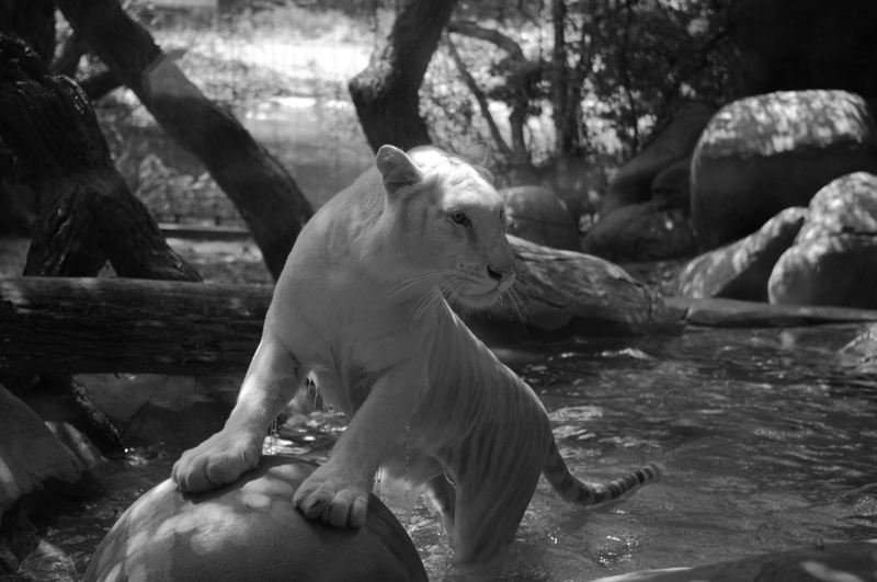 WhiteTiger