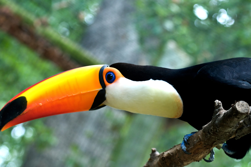 Toucan