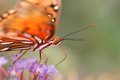 A Wing And A Prayer