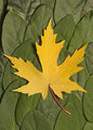 Autumn: Yellow On Green