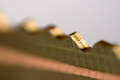 The Key to Shallow DOF Land