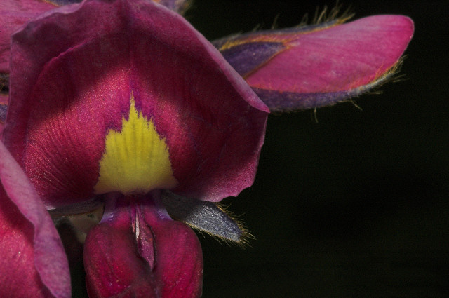 Kudzu Bloom