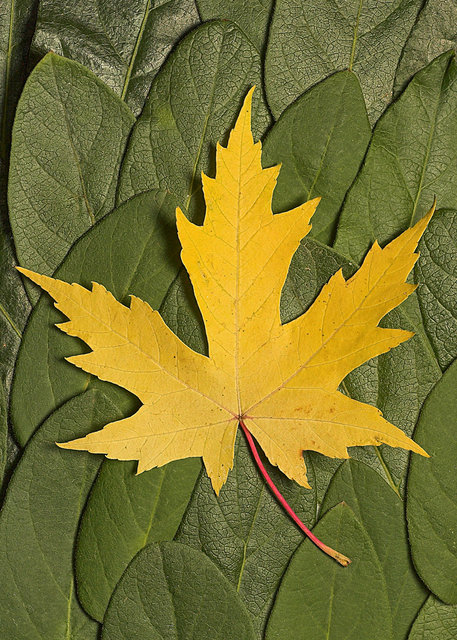 Autumn: Yellow On Green