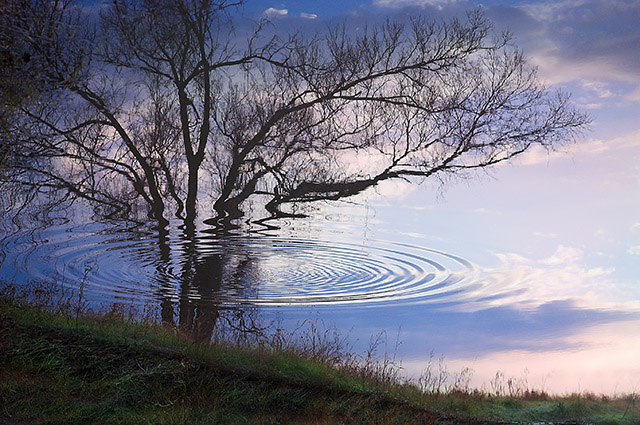 Free Study IX - Ripple Tree