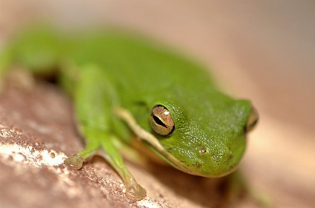Wall Frog