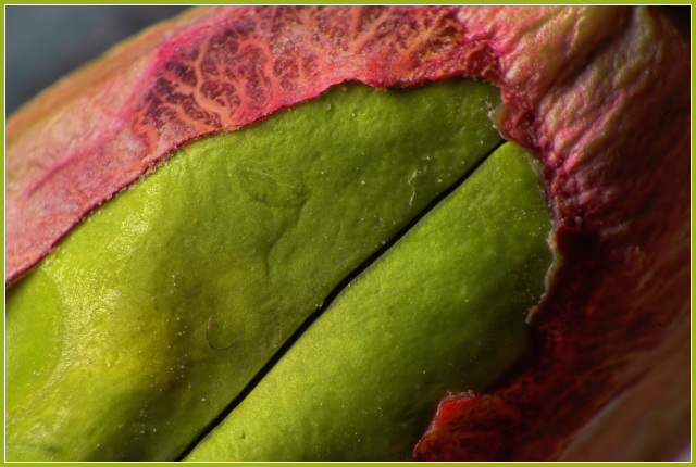 Easy Being Green