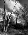 River Path in B/W