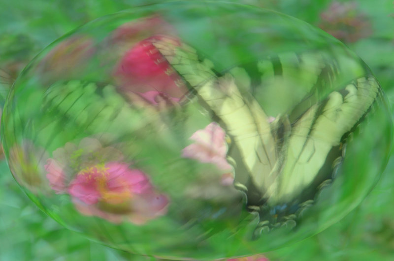 butterfly