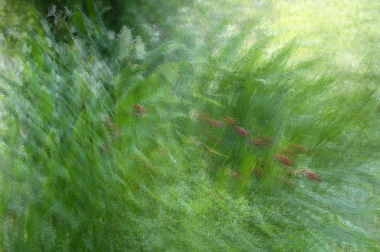 summer garden