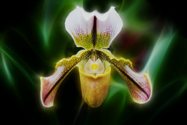 Angel Flower