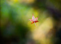 Fall Leaf