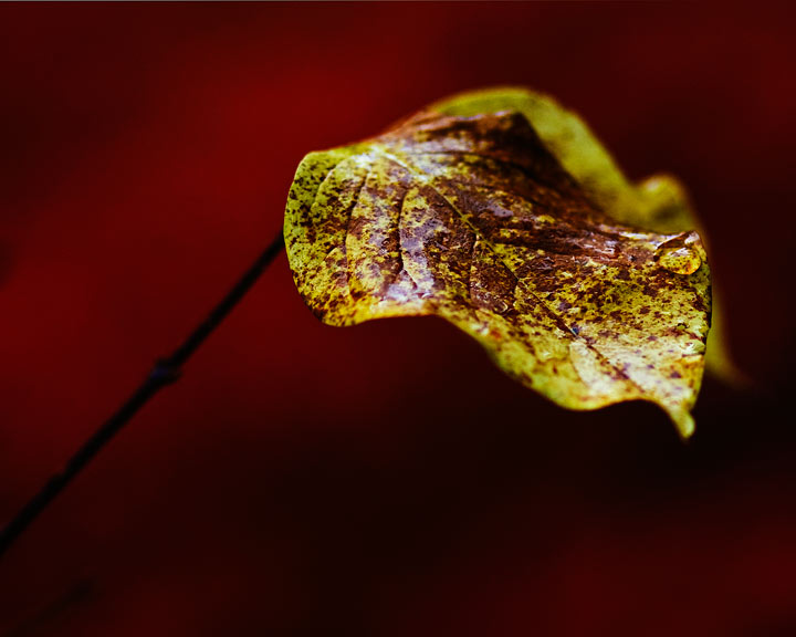 Fall Leaf