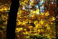 Autumn Abstract