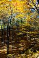 Autumn in the northern Forest