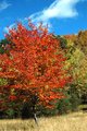 Autumn in the Northern Forest