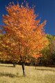 Autumn in the Northern Forest