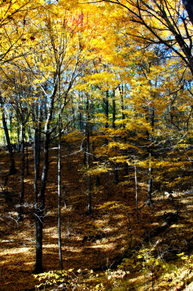 Autumn in the northern Forest