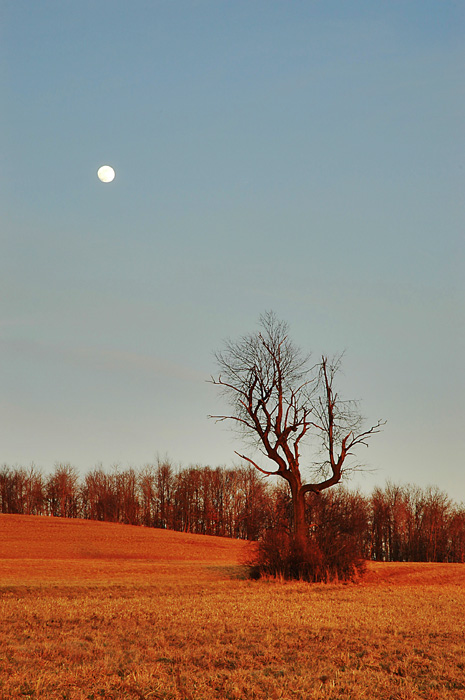 The full Wolf Moon