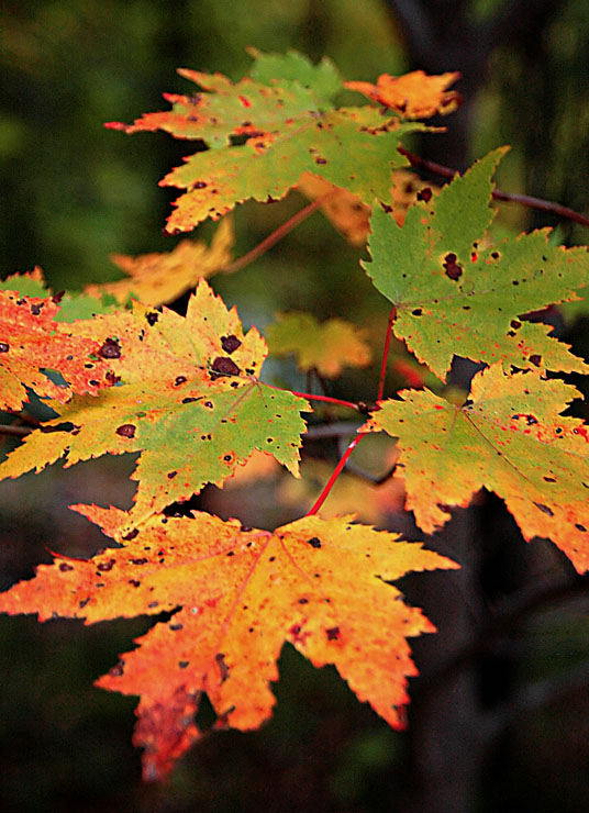 Autumn in the Northern Forest