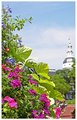 State Building in Bloom