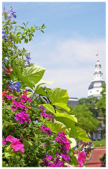 State Building in Bloom