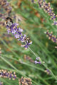 Resized_2