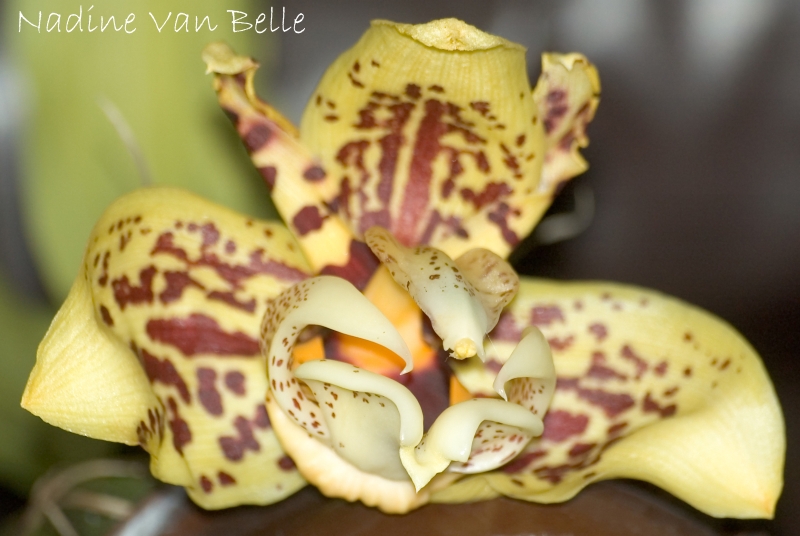 Stanophea Tigrina