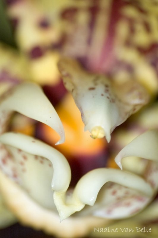 Stanophea Tigrina