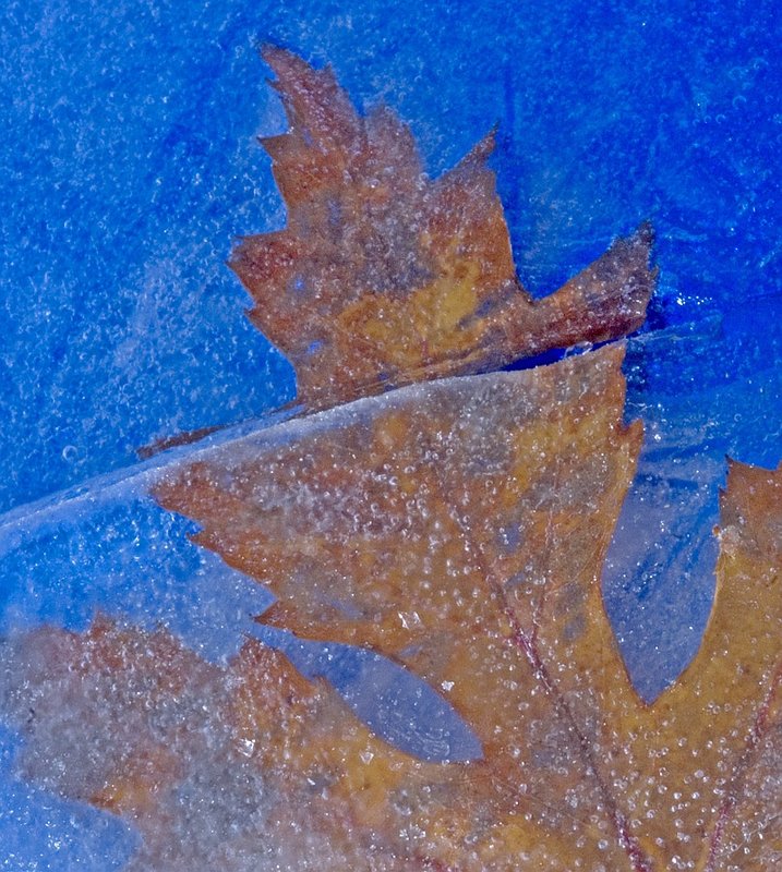 Leaf
