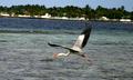 Flying