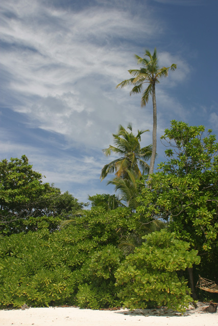Paradise