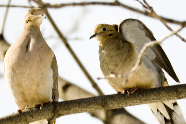 Doves at 1280mm hand held