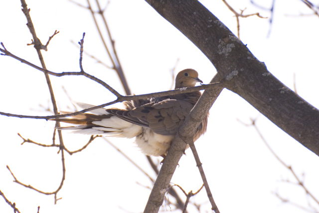 Doves2.jpg