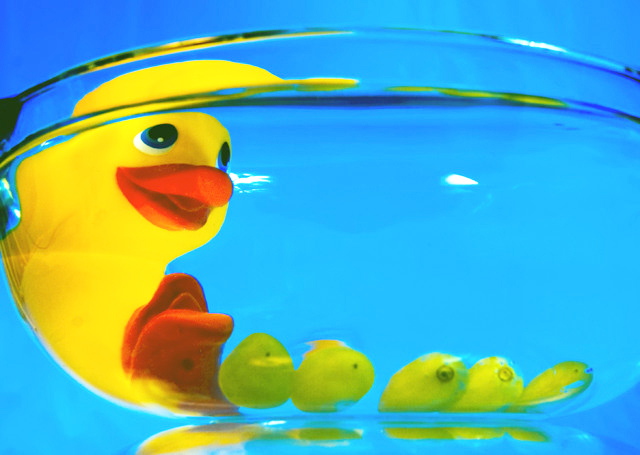 Duckyfinal.jpg