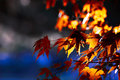 Fall Colors