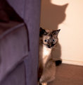 Scared Cat