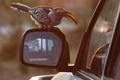 African Hornbill