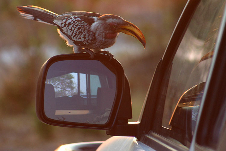 African Hornbill