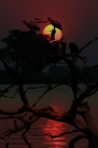 Sentinels
