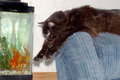 Calvin's Favorite Game:  Torment the Fish