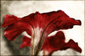Floral Day 16