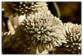 Floral Day 17