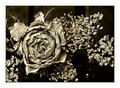 Floral Day 25