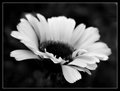 Floral Day 26
